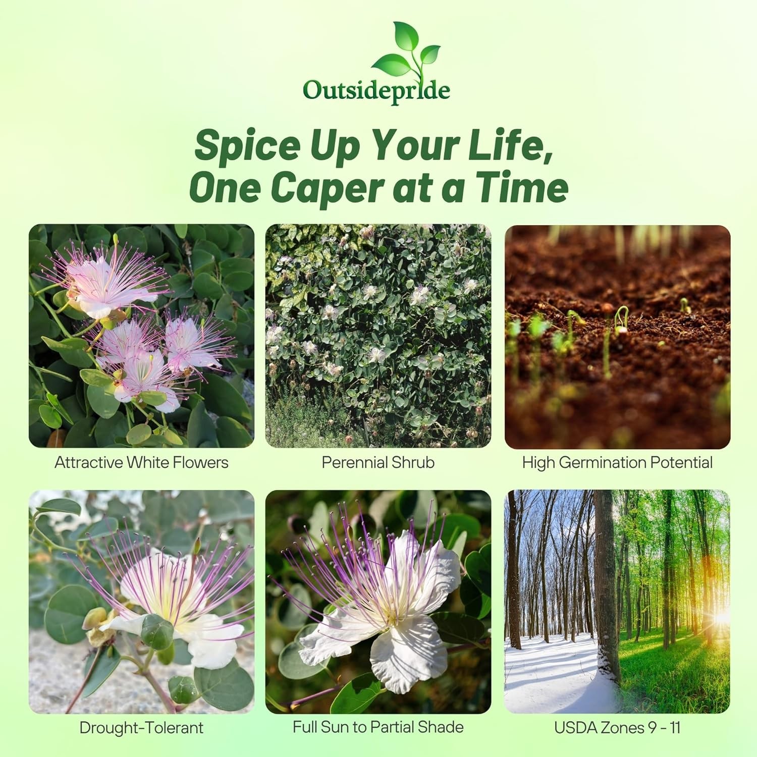 200 Seeds Capparis Spinosa Caper Bush Flower Seeds