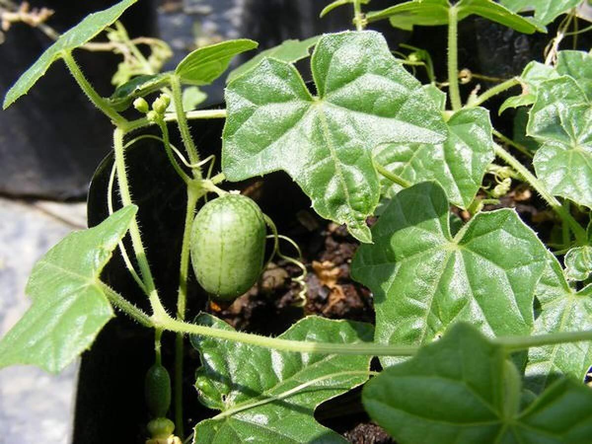 Cucamelon 20 Seeds – Mouse Melon, Melothria Scabra Mini Cucumber, Mexican Sour G