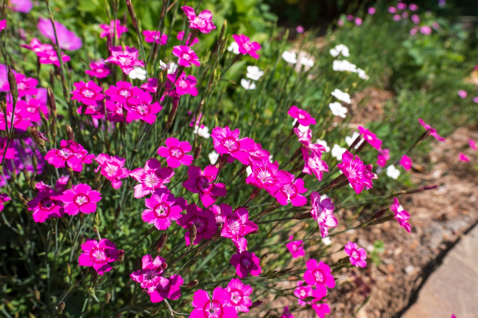 550 MAIDEN PINKS Dianthus Deltoides Flower Seeds