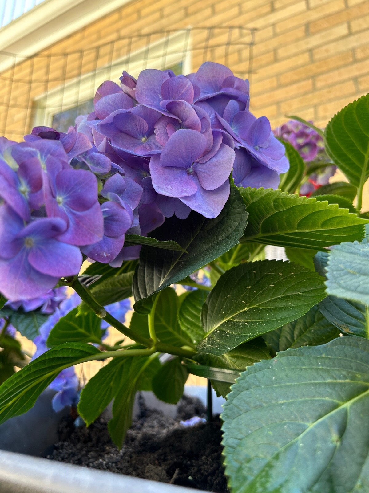 10 EXOTIC RARE HYDRANGEA SEEDS for garden flower beds plant bush USA SELLER USPS