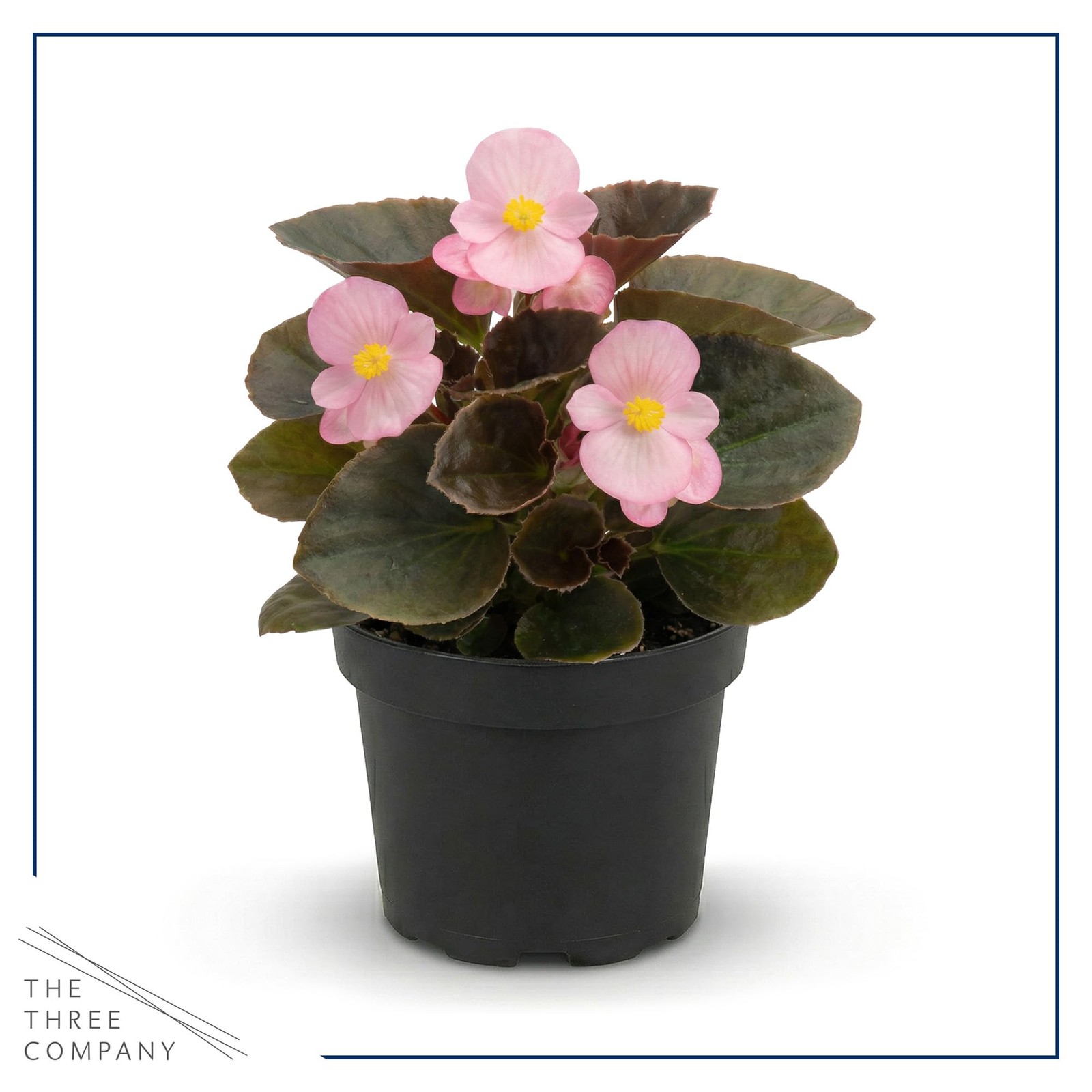 Dark Leaf Begonia Pink 4 Pack, 8″ Tall Annual Plant in 1 Pt Pot