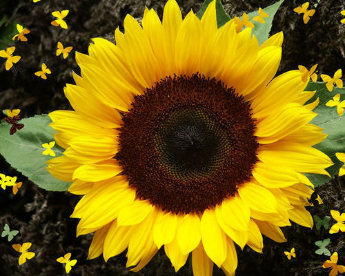 Sunflower Seeds Dwarf Sunspot 50+ Yellow Flower ANNUAL US SELLER FREE SHIPPING
