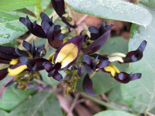 Kennedia nigricans | Black Coral Pea | 15 Seeds