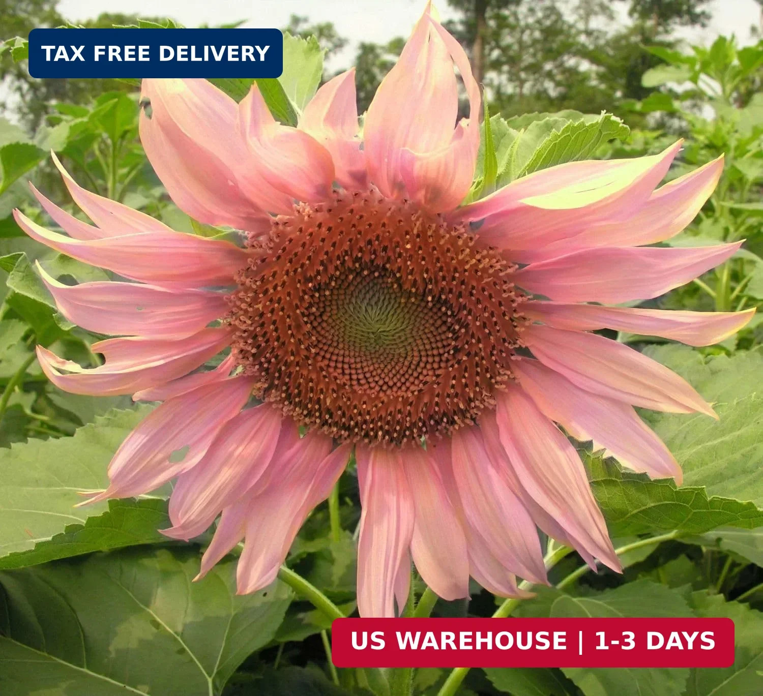Giant Sunflower Seeds Mix (200+ Seeds) – Red, Purple, Pink Heirloom Varieties fo