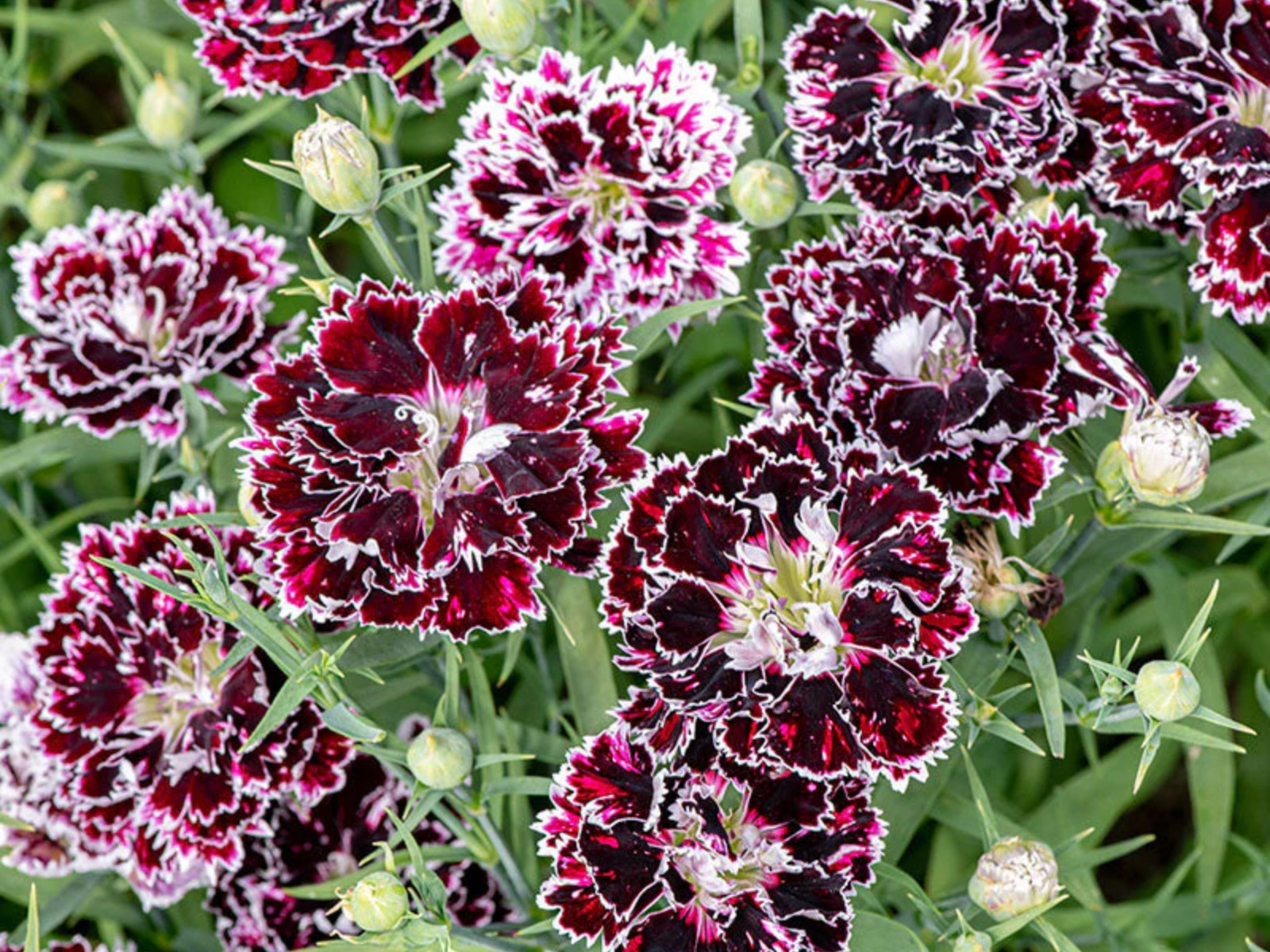 30 Seeds| China Pink ‘Black Velvet and Lace Carnations – Dianthus Flowers Seeds