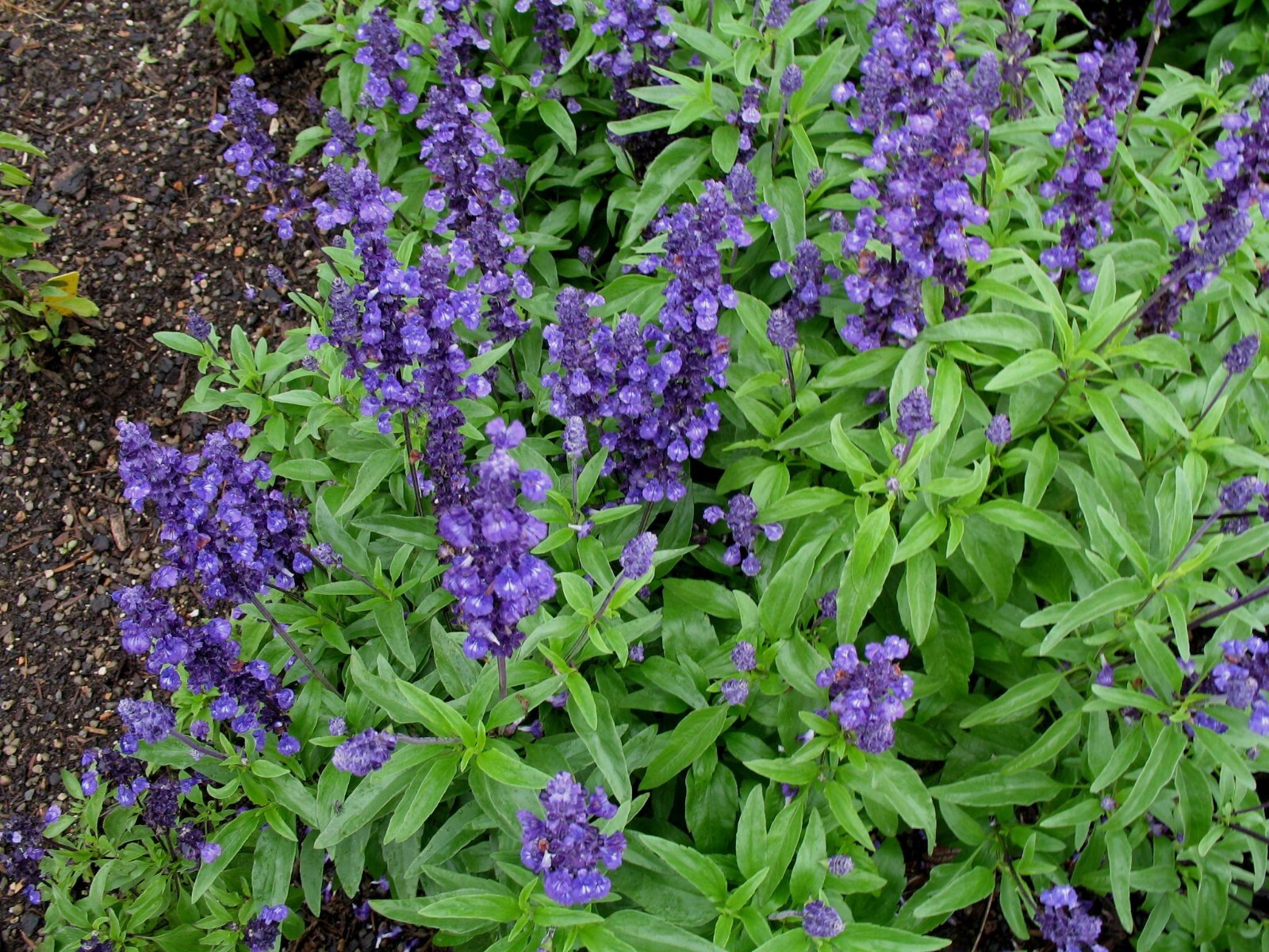 Sage Seeds | Repels Mosquito Deer Herb Non-GMO Heirloom Autumn Perennial