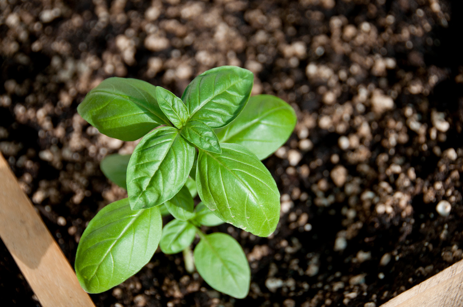 GENOVESE BASIL SEEDS * INTENSELY SCENTED * CUISINE * 100 COUNT PKT. *