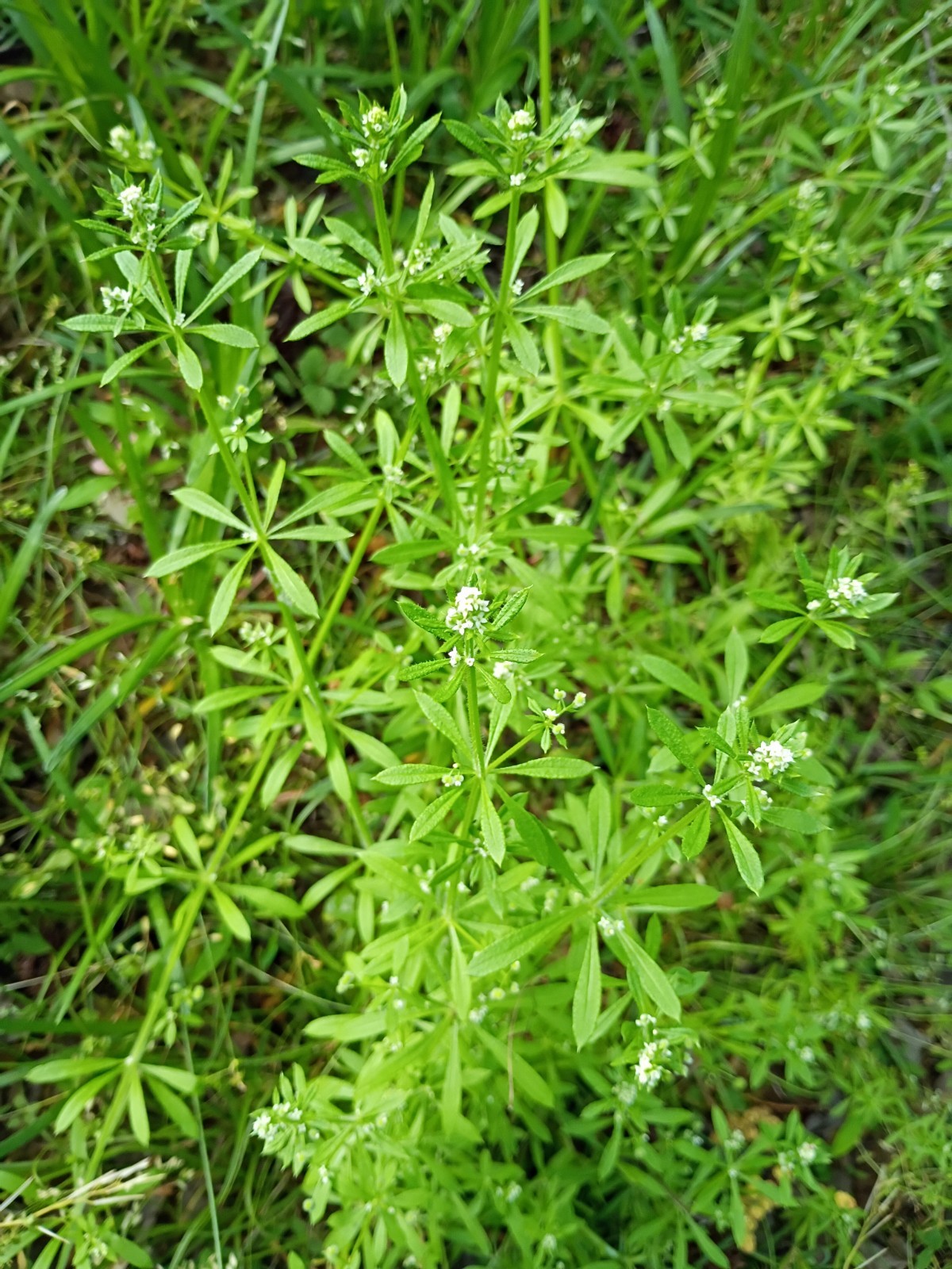 50 Organic Cleavers Seeds (Sticky willy/ Goosegrass)Seeds.US grown.