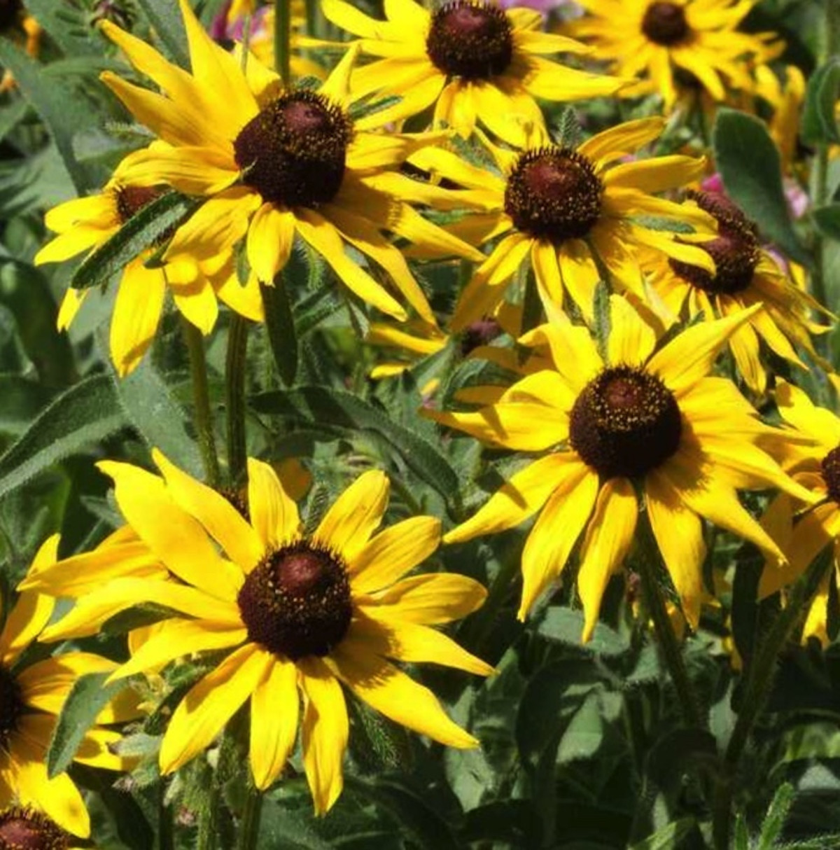 Organic Heirloom Rudbeckia Hirta SEEDS~Solid Yellow Black Eyed Susan Perennial