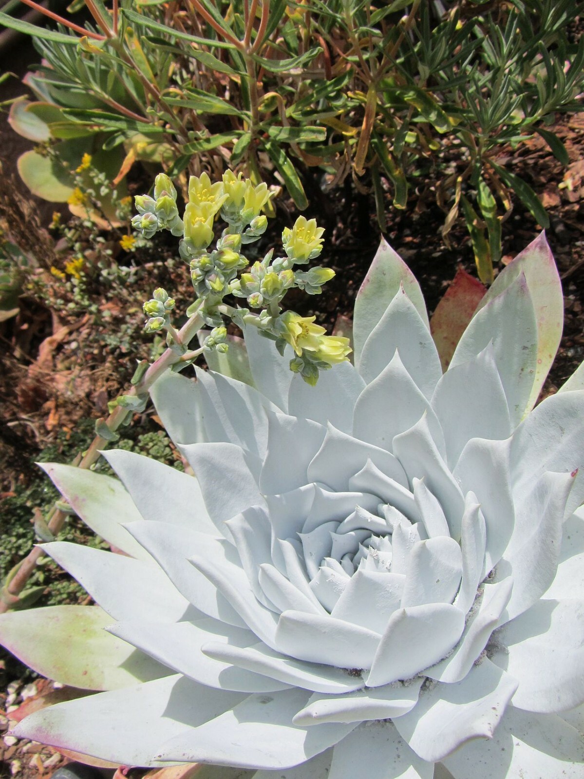 Dudleya Brittonii Giant Chalk Succulent 30 seeds form. Echeveria blue