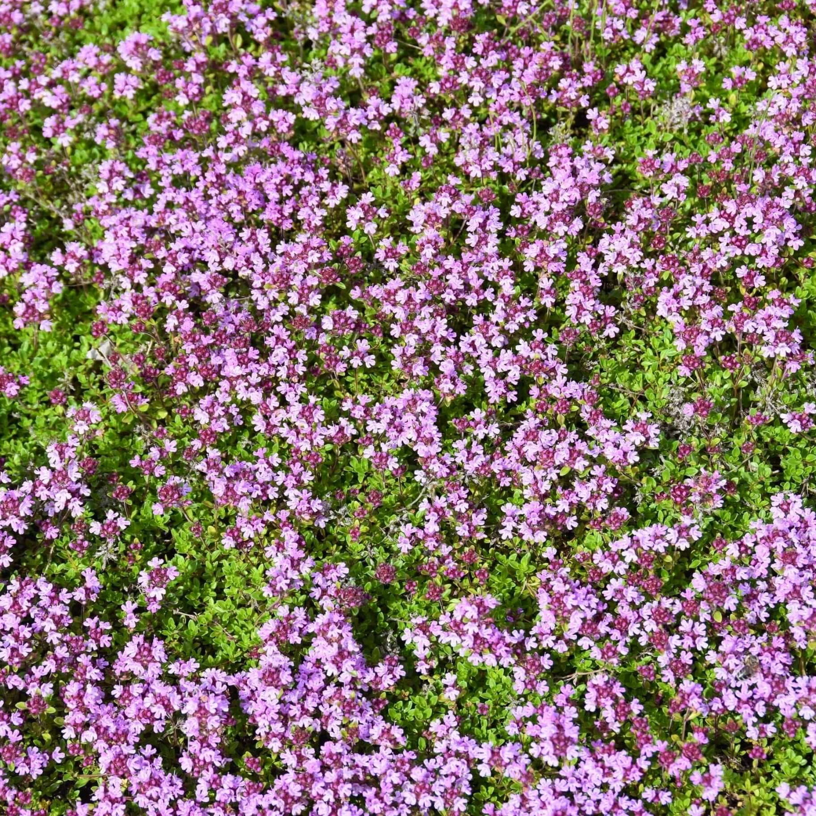 Creeping Thyme Seeds (Thymus serpyllum) , Ground Cover by Mai’s Family