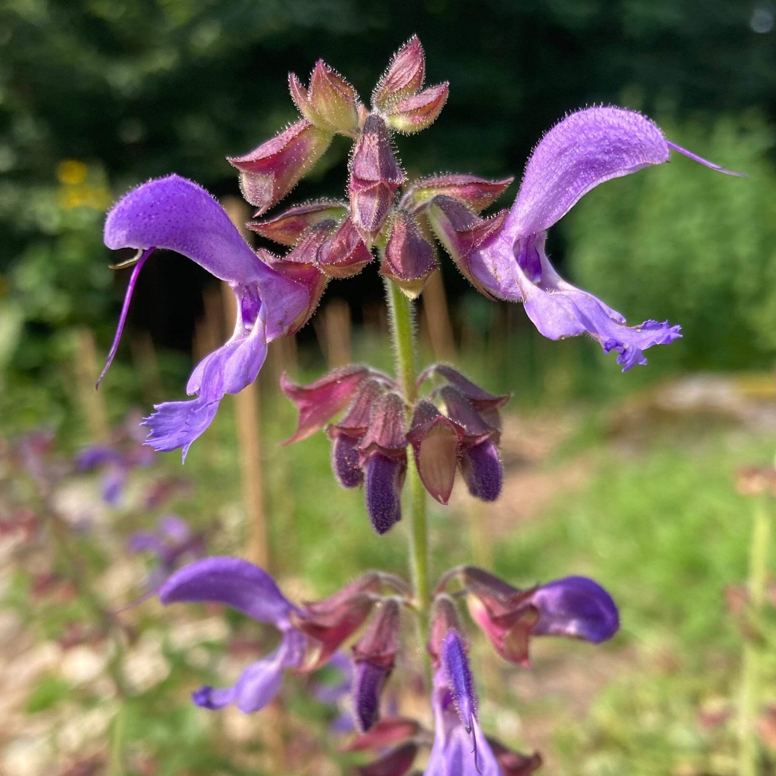 Dan-shen miltiorrhiza Seeds, Sage (Salvia miltiorrhiza) ~Traditional Herb Garden