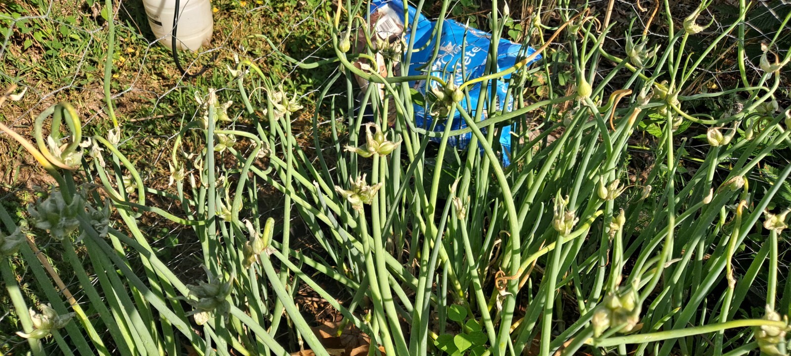 10 Egyptian Onion (Walking onion) Live bare root bulb.