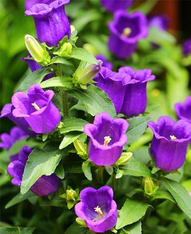 2000+ Purple Tussock Bellflower Seeds Perennial Carpathian Bellflower USA