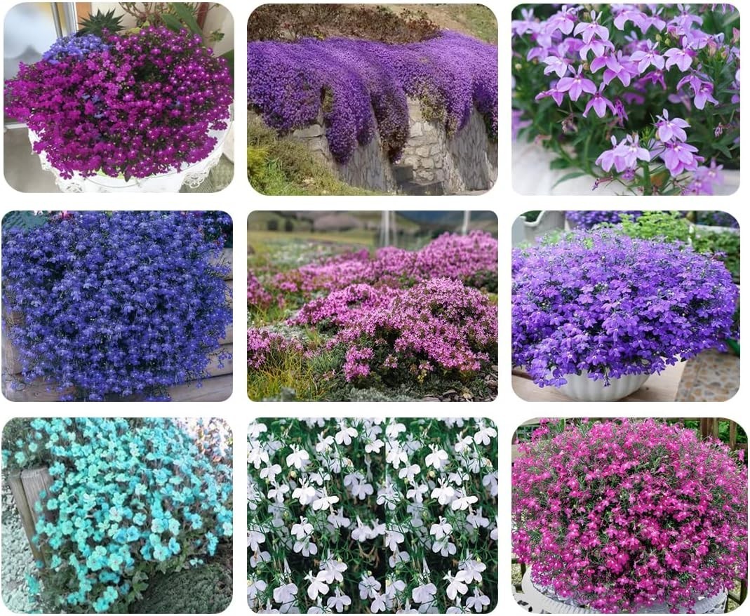 1000+ Mix Creeping Thyme Seeds for Planting, Thymus Serpyllum Heirloom, Groun…