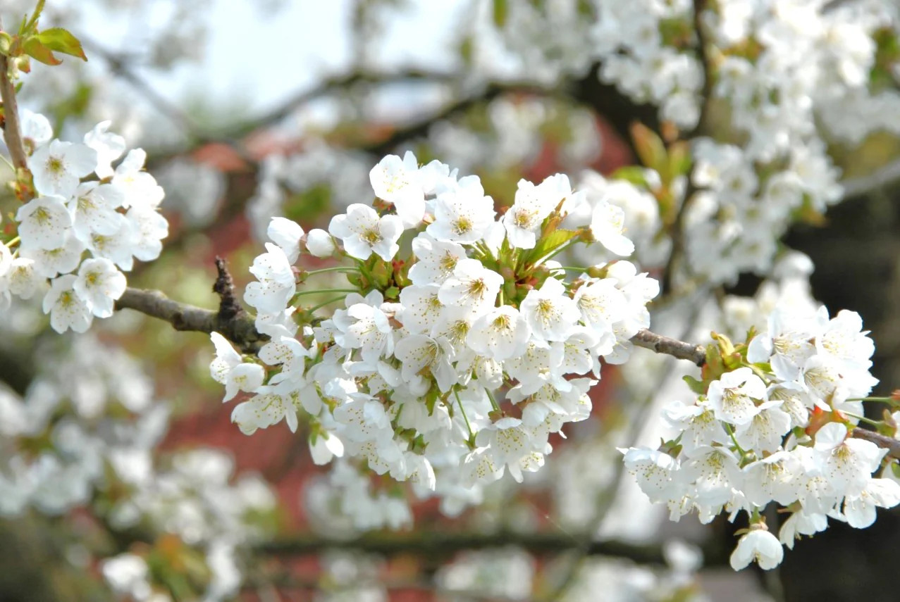 Mazzard Cherry Tree Seeds |Alkavo Sweet Red Cherries Fragrant 2024 Fast Shipping