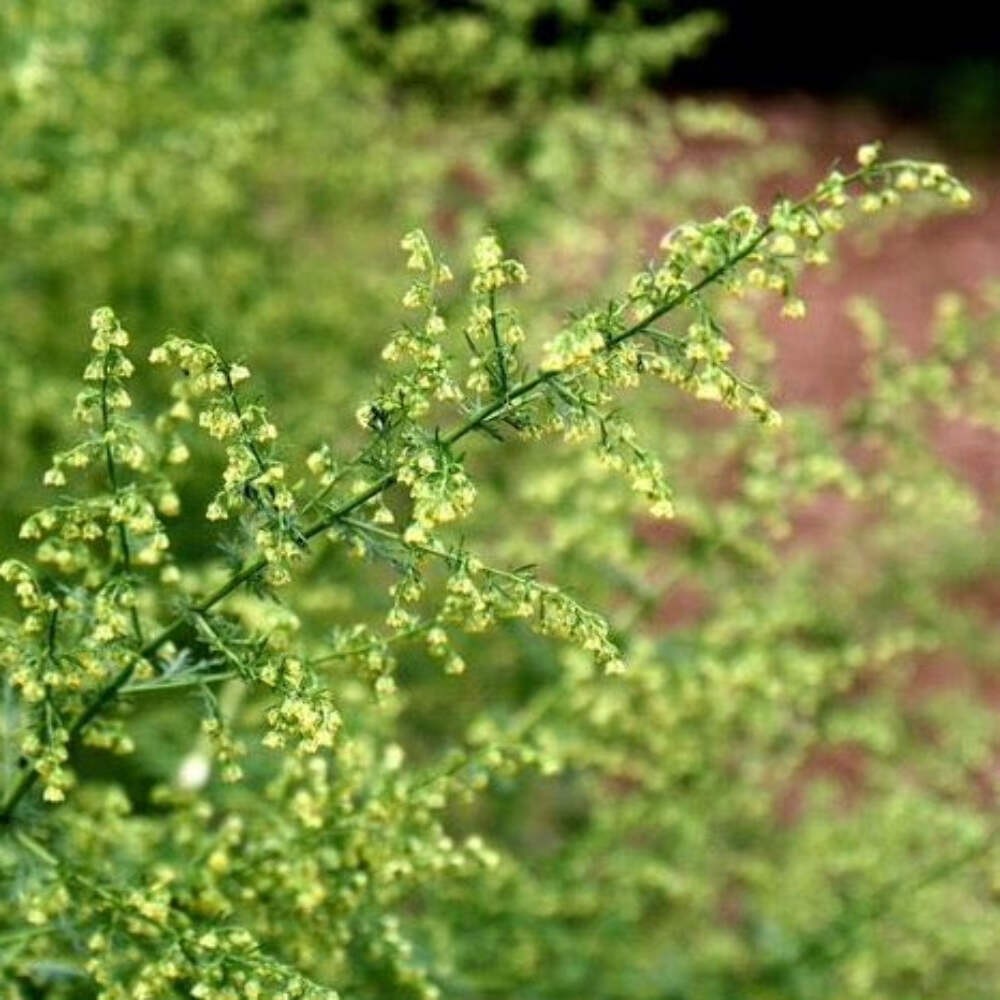 Sweet Annie Seeds (Artemisia annua) ~Traditional Herb Pollinator Garden