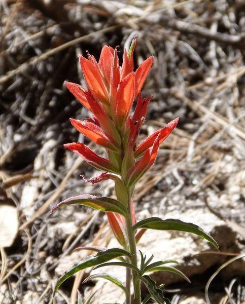 Castilleja integra | Whole-leaf Indian Paintbrush | 10 Seeds
