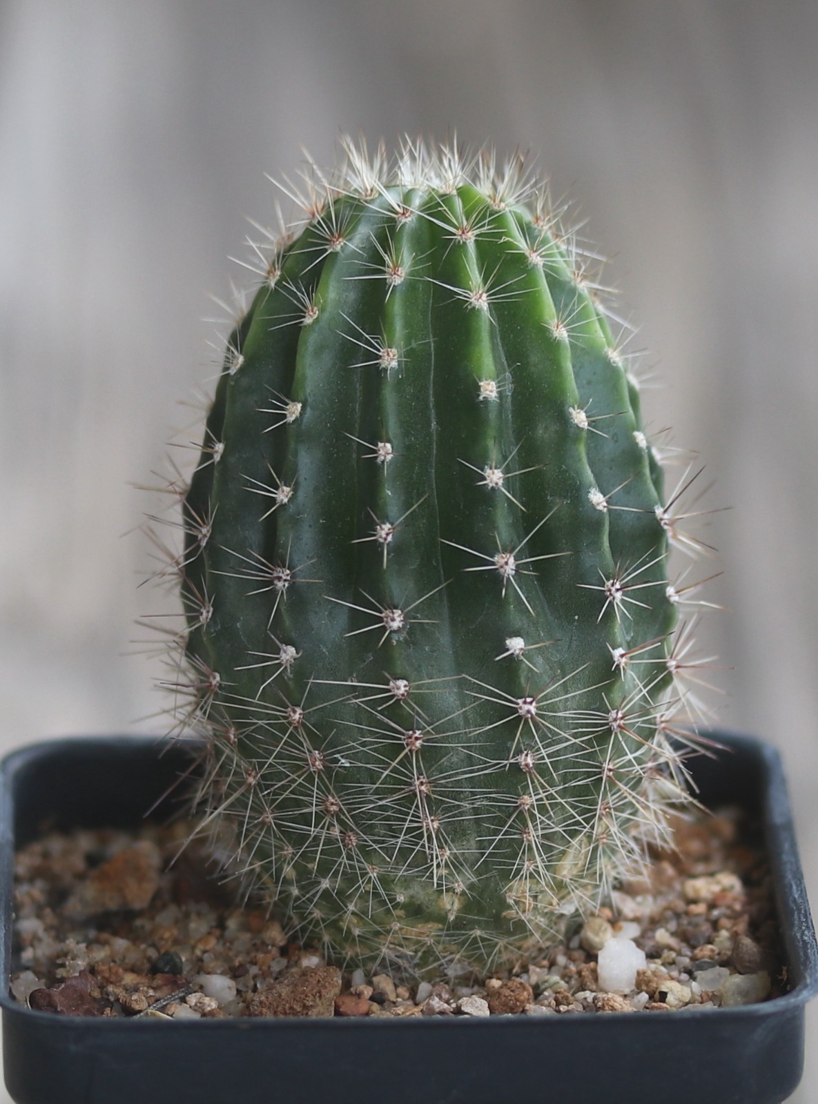 Echinopsis hybrid ‘Baron’