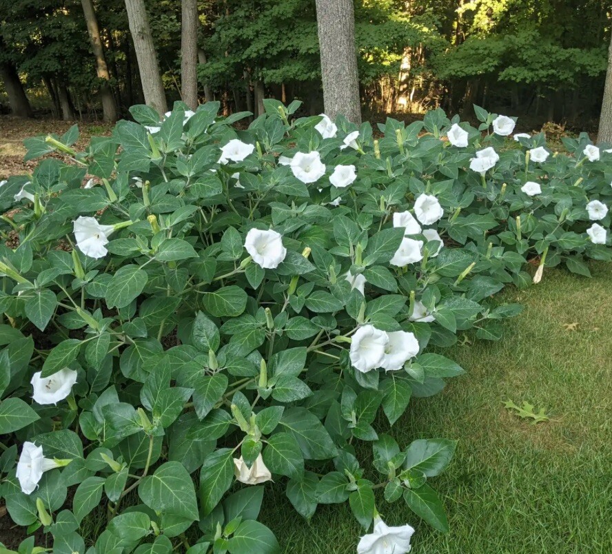 Bushy Moonflower Variety- 10 Seeds