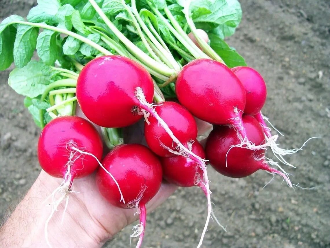 600+ CHERRY BELLE RADISH SEEDS ———- HEIRLOOM — NON GMO ———- FRESH
