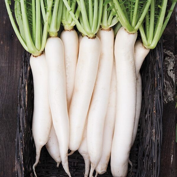 Radishes Lover Heirlooms Seeds – 5 Packs Bundle Deal