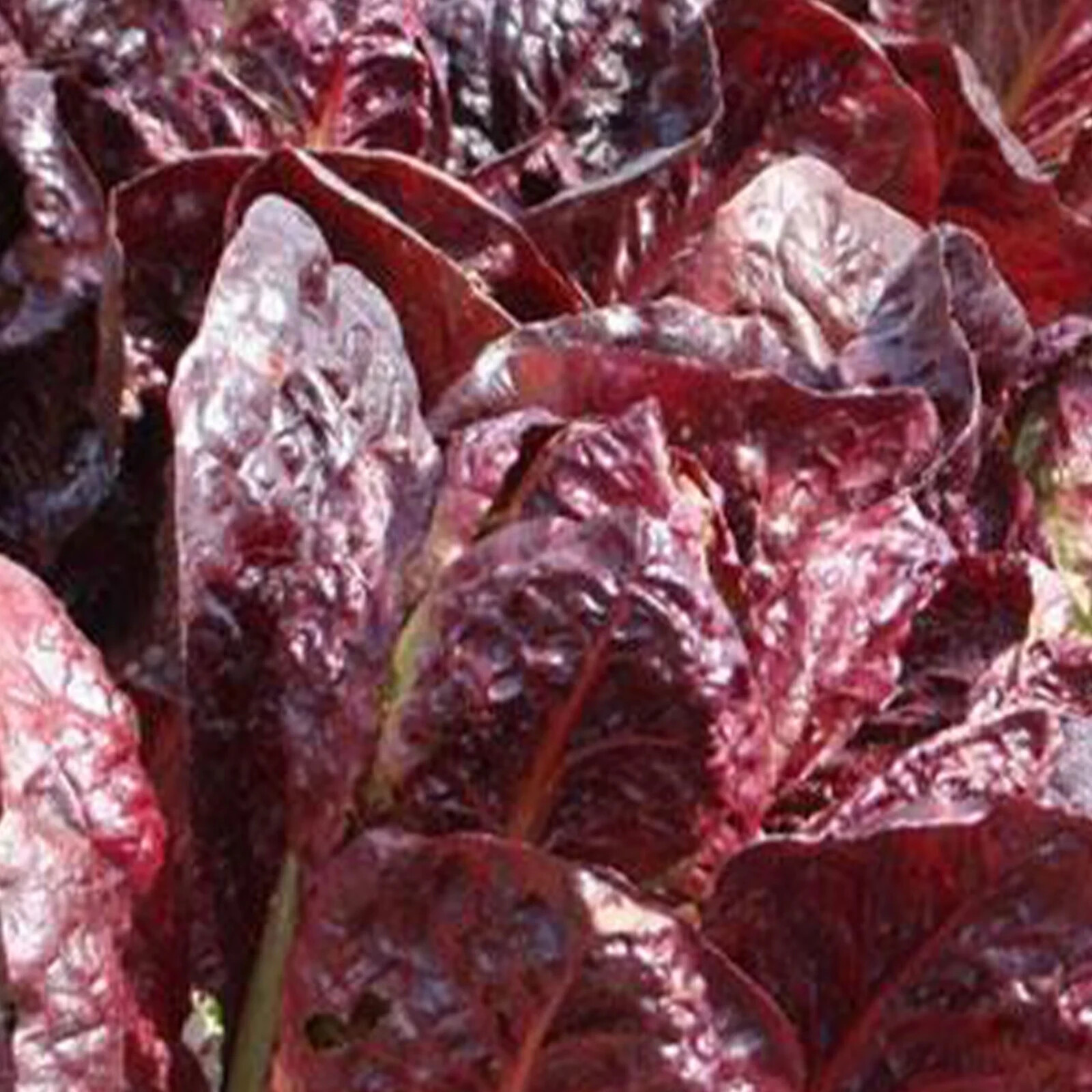 500+Lettuce Seeds Red Romaine Romaine Lettuce (Lactuca sativa)Salad Greeno #40