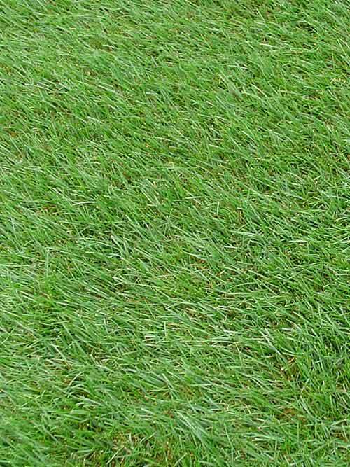 Kentucky Blue Grass Seed, (1 Lb. Pack), KenBlue, Lawn and Turfgrass Seed