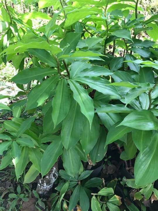 INSULIN PLANT /Fiery Costus / Spiral Flag (1 Rhizome) BLOOD SUGAR SUPPORT.
