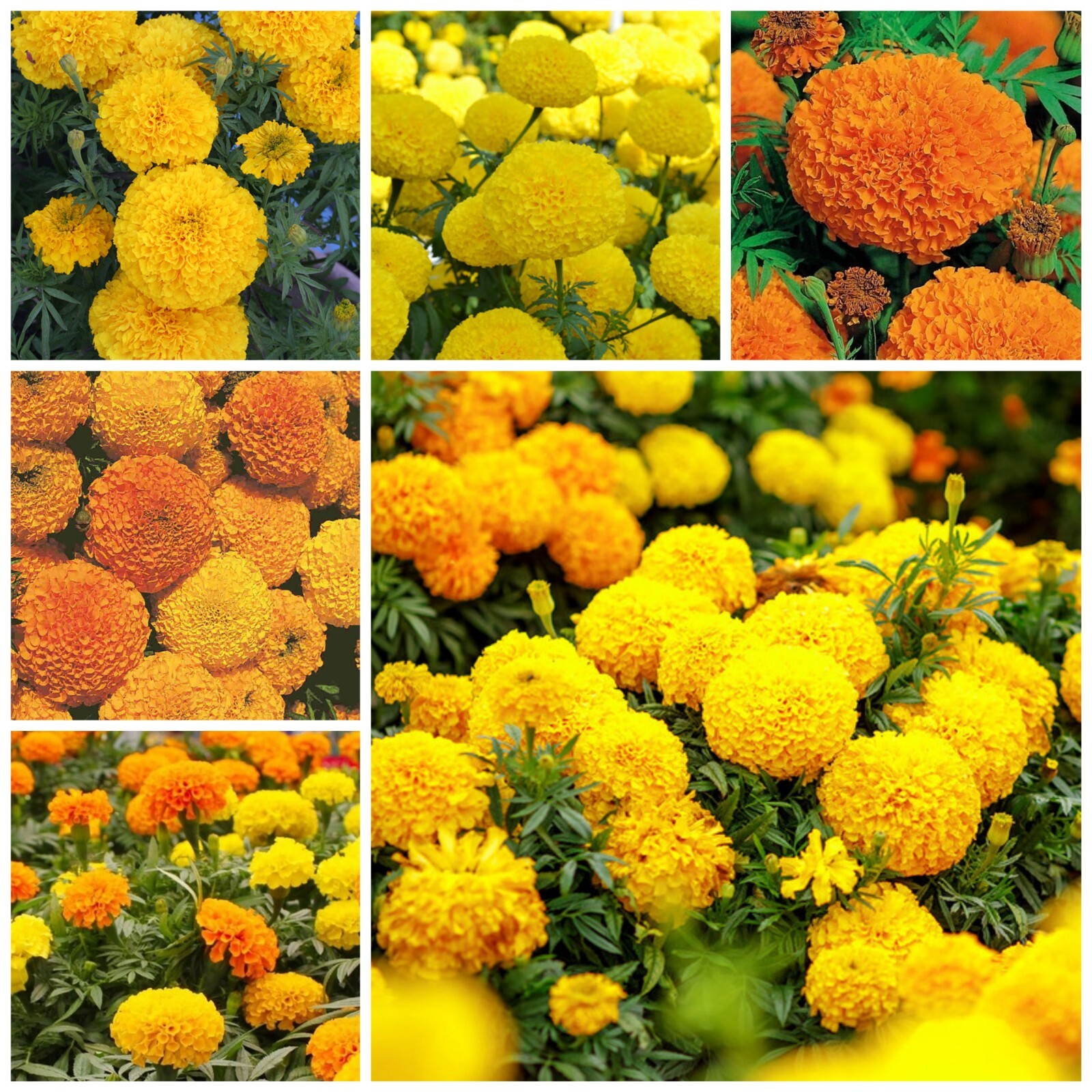 75+ Giant Crackerjack Mix Marigold seeds