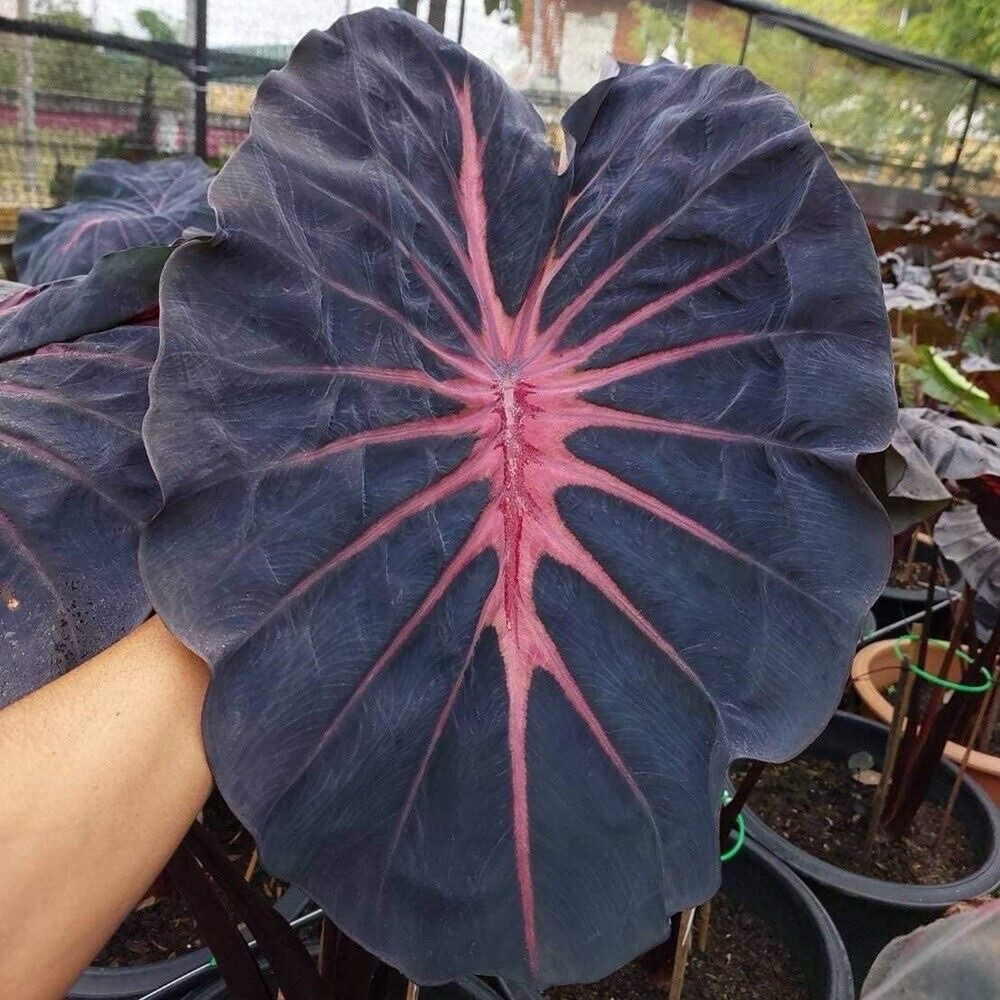 AUTHENTIC Colocasia Blue Velvet 1 bulbs
