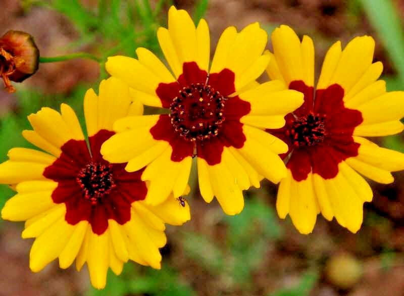 1001+PLAINS COREOPSIS Seeds Native Wildflower Drought Heat Pollinators Tickseed