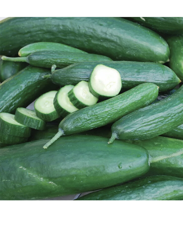 2oz MUNCHER CUCUMBER SEEDS 1600+ Vegetables GARDEN culinary PICKLING FREE SHIP