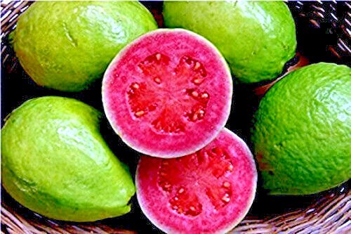 20 Lemon Apple Guava Tree Fruit Seeds ‘Ruby Supreme’ Plant (Psidium guajava)
