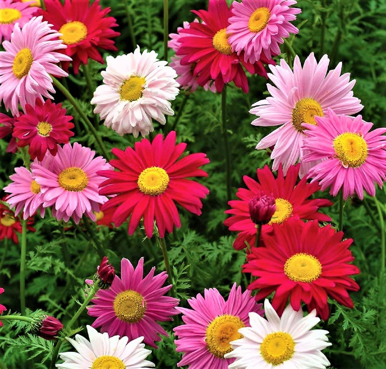 Multi Color Painted Daisy Seeds 200+ Seeds BUY 4 GET FREE SHIPPING