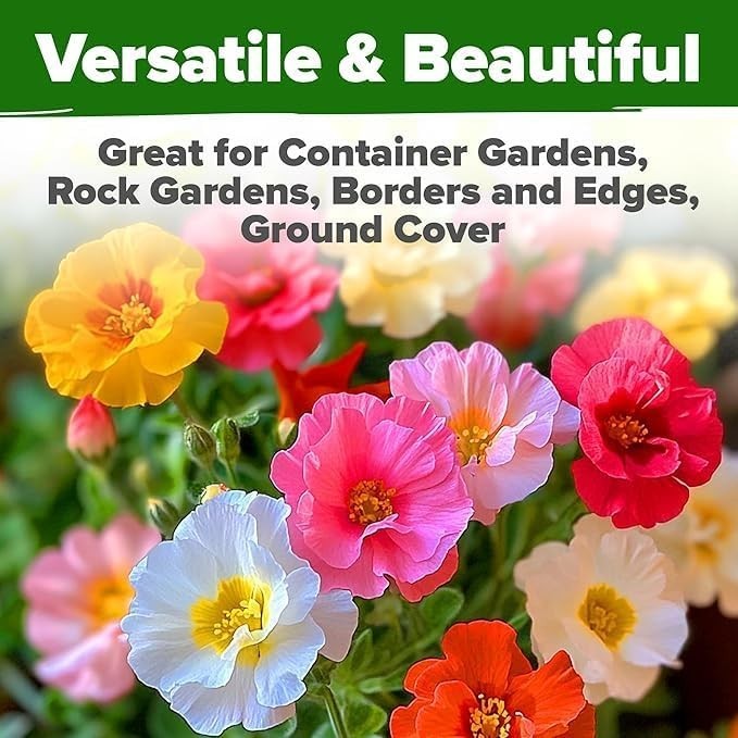 Moss Rose Ground Cover Seeds – Vibrant Landscapes Made Easy