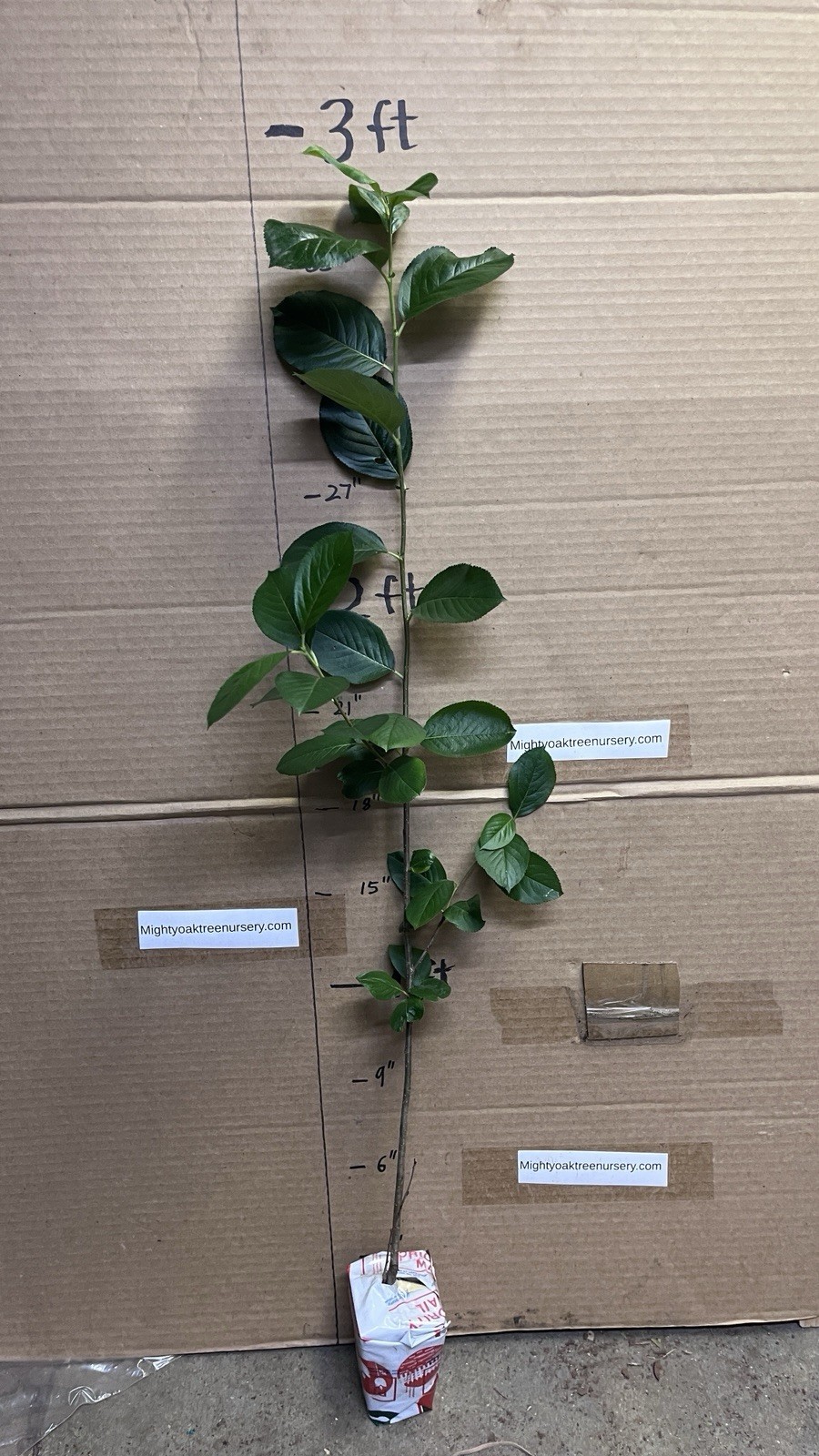 2-3 ft tall Viking Aronia melanocarpa – Black chokeberry, plant potted