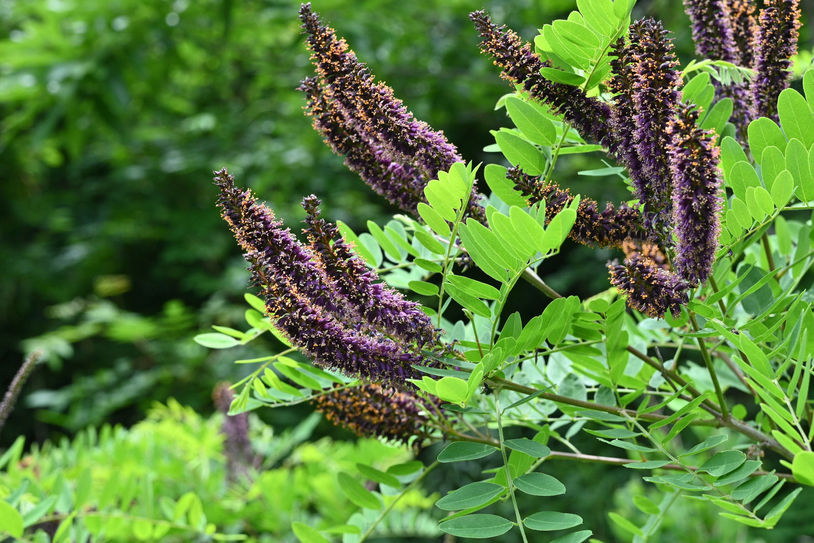 50 FRAGRANT FALSE INDIGO (Dwarf Wild Indigo) Amorpha Nana Flower Seeds