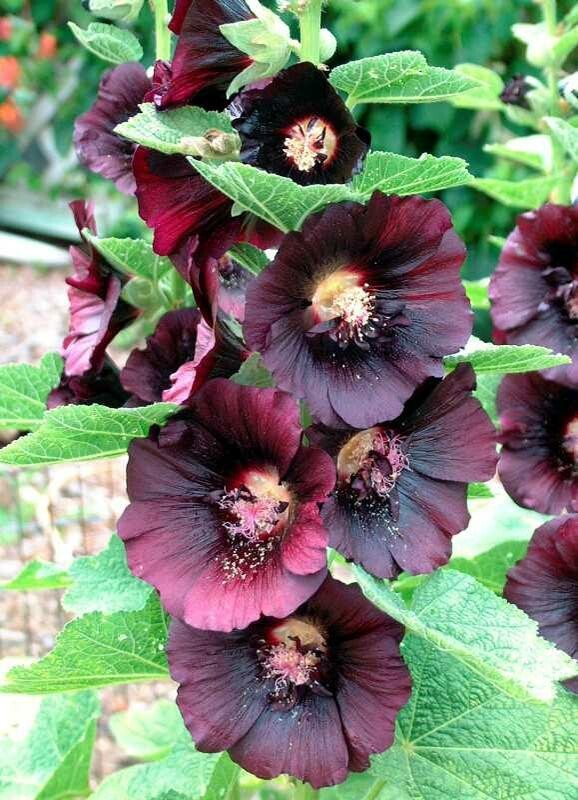Hollyhock NIGRA Alcea Rosea Deep Red Black Fall or Spring Plant Non-GMO 50 Seeds