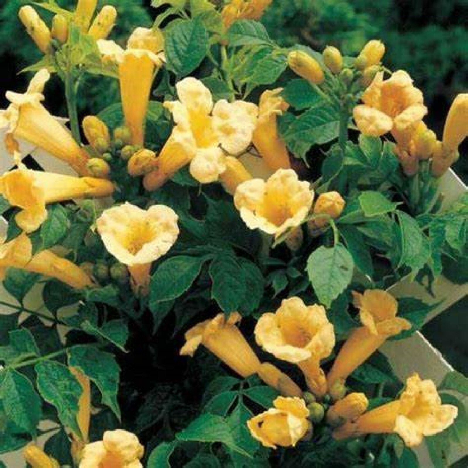 Yellow Trumpet Creeper {Campsis radicans var. flava} 80+ seeds Free Shipping!