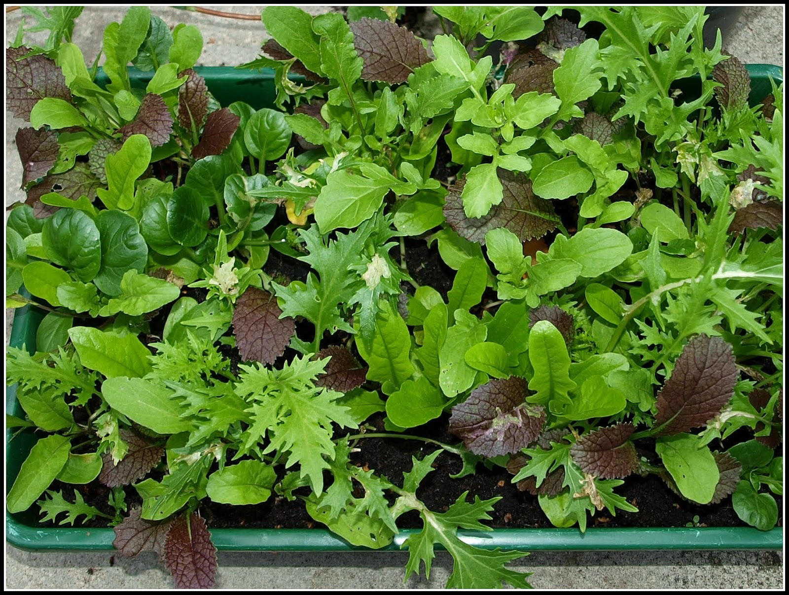 Organic Mesclun Italian Misticanza mix Seed 6 gram approx 3000ct USA Produced