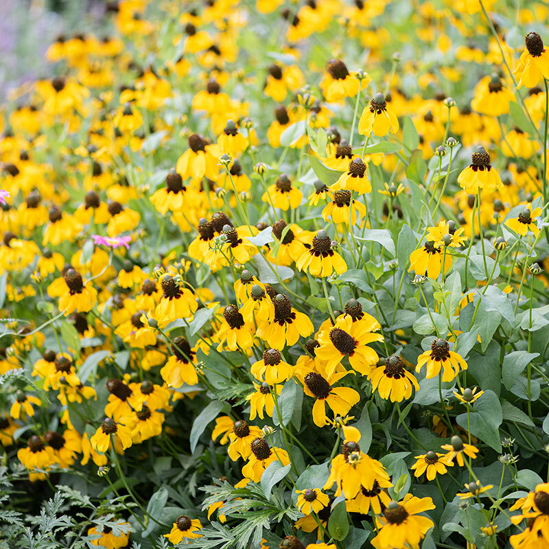 CLASPING Coneflower Pollinators Meadow Native Wildflower Non-GMO 500 Seeds
