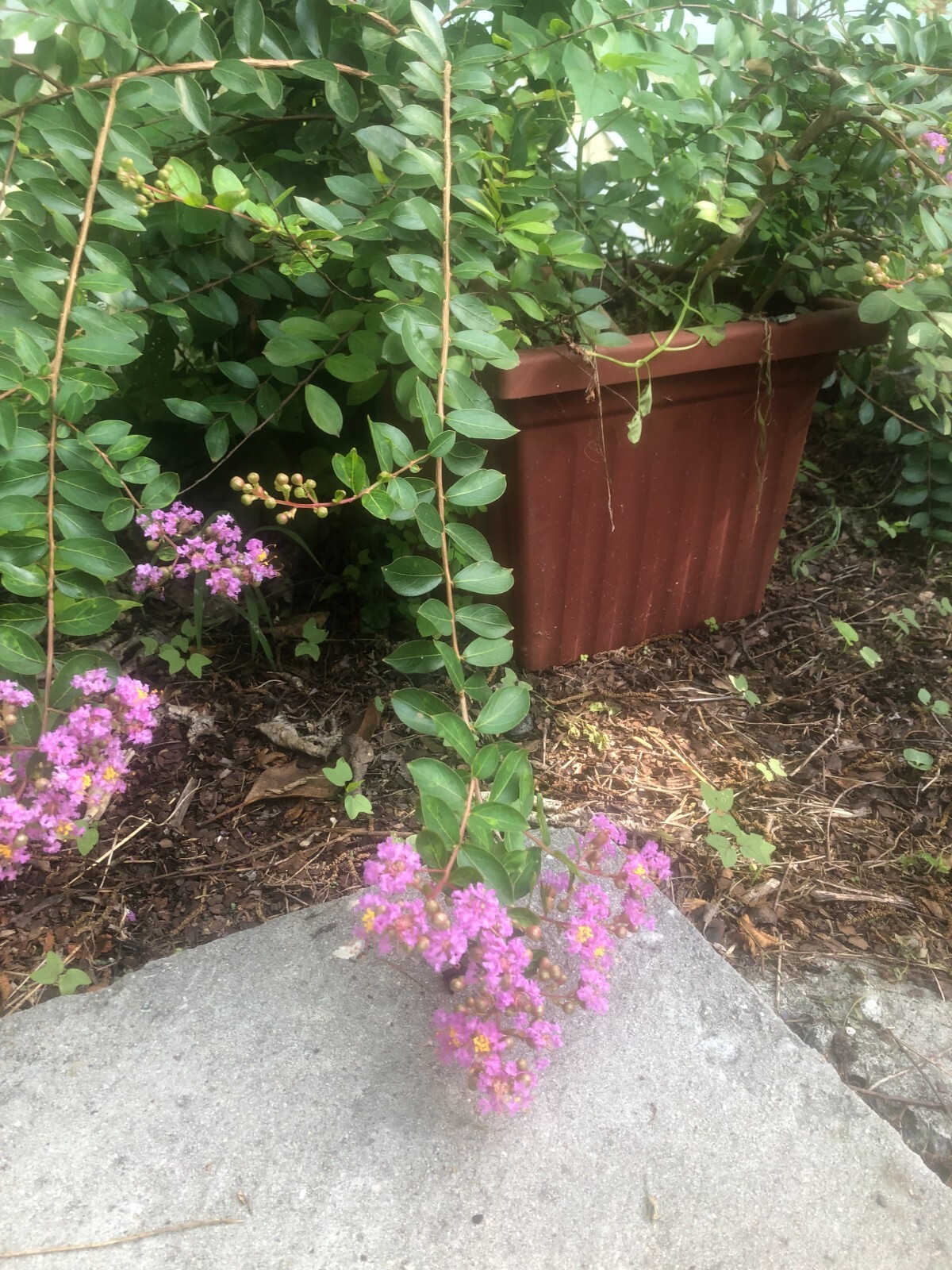 Lagerstroemia Deep Lavender Weeping Miniature Crape Myrtle 10 seeds