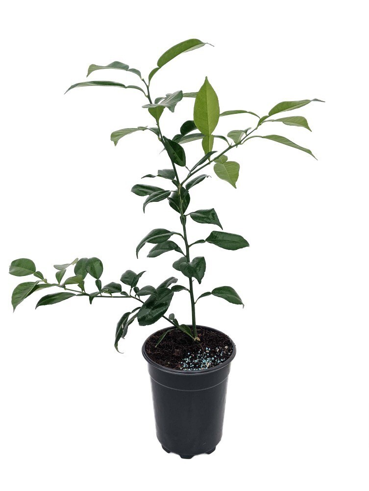 California only! Yuzu bush (12-18″ tall), rooted, No ship Az, Tx, Fl, La, Ak