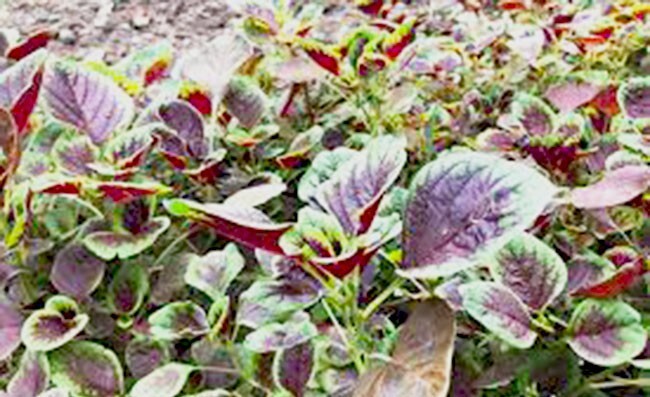 Non-GMO Asian Vegetable Amaranth Round Red Seeds（圆叶红苋菜）500+seeds