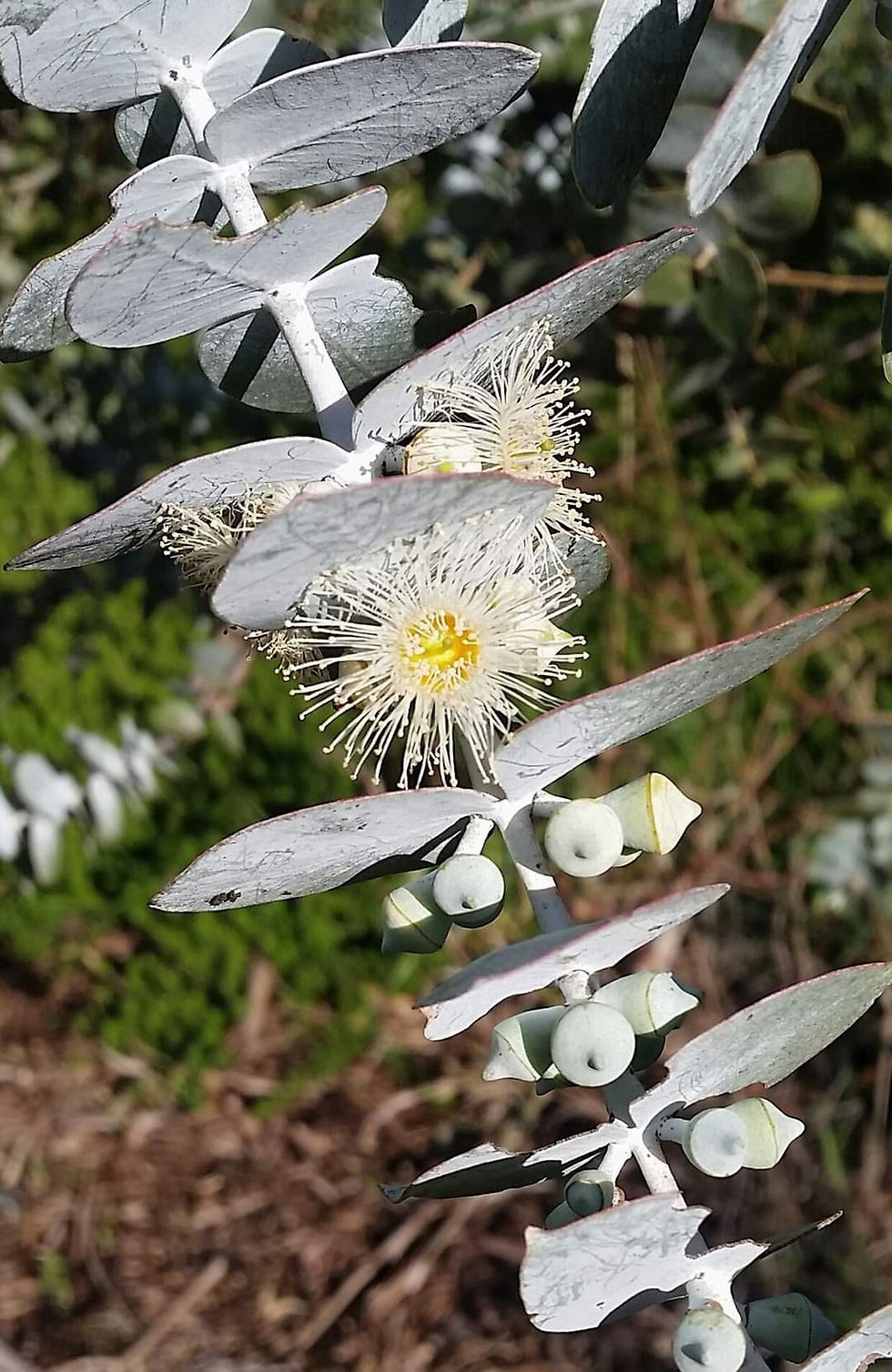 Eucalyptus Pulverulenta aka Silver Mountain Gum Tree 10 Seeds Free Shipping!