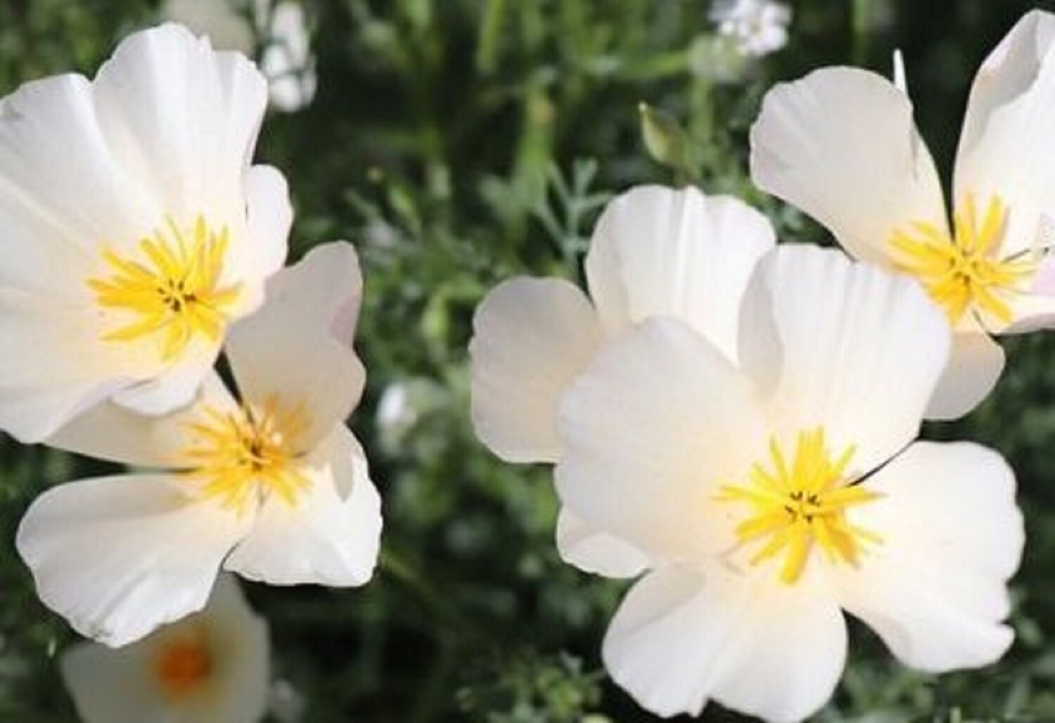 California Poppy Seeds Ivory Castle 200 SEEDS –BUY 4 ITEMS FREE SHIPPING