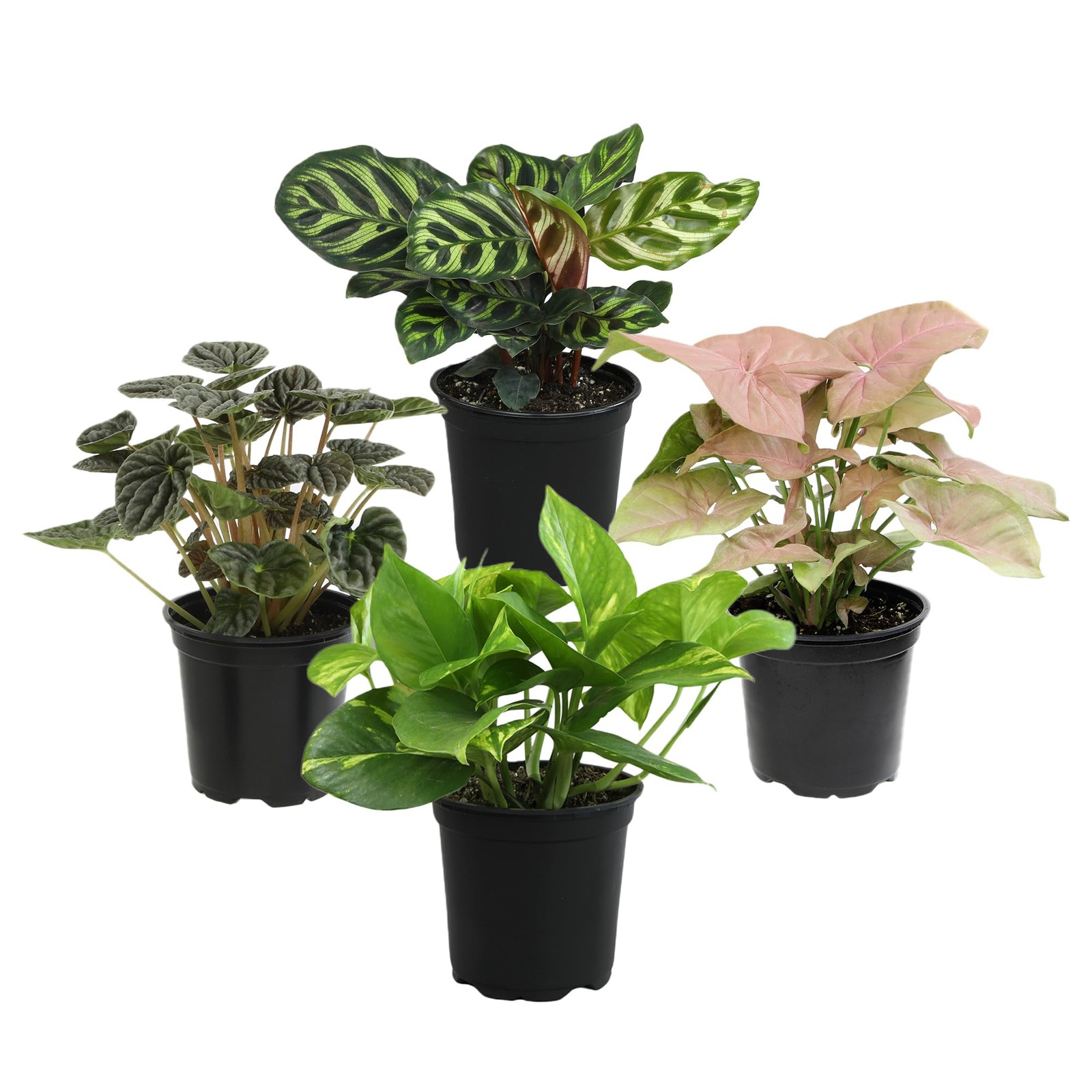 Essential Houseplant Collection (4PK) Live Plants Indoor Plants Live Housepla…