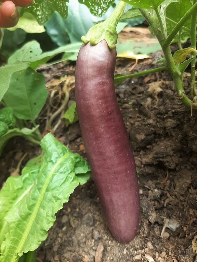 Long Purple Eggplant Seeds | Italian Heirloom Aubergine Brinjal Squash Seed 2024
