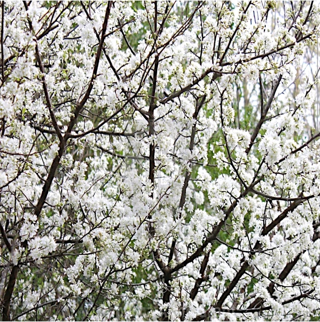 1 Pound Prunus Americana Tree Seeds About 900 To 1000 Seeds bulk